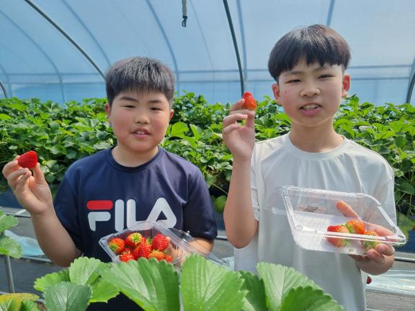 발도로프 에코 생태체험학습-딸기체험